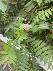 Ailanthus altissima