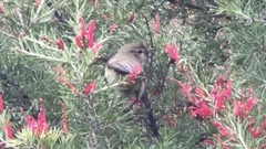 Phylloscopus collybita