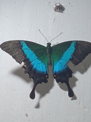 Papilio buddha