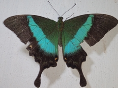 Papilio buddha