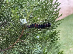 Lepidoptera