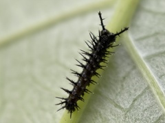 Colobura dirce