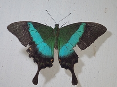 Papilio buddha