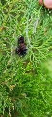 Lepidoptera
