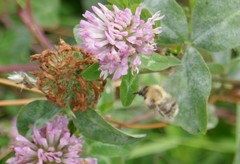 Bombus pascuorum