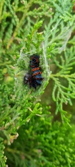 Lepidoptera