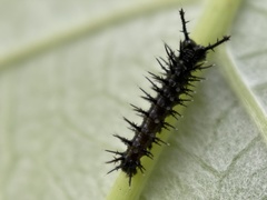 Colobura dirce