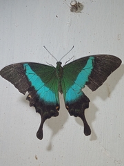 Papilio buddha