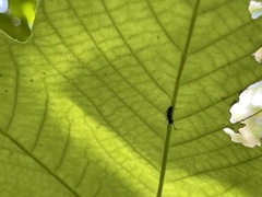 Colobura dirce