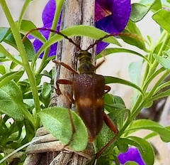 Akimerus schaefferi