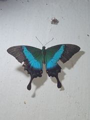 Papilio buddha