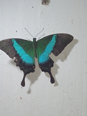 Papilio buddha