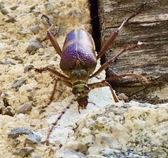 Akimerus schaefferi