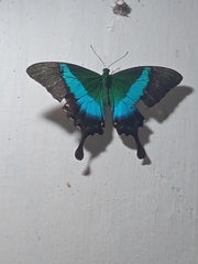 Papilio buddha