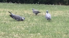 Columba palumbus