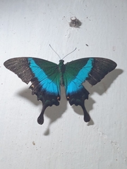 Papilio buddha