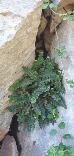 Asplenium ceterach image