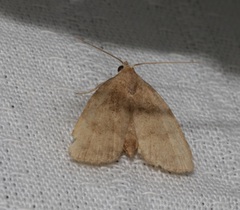 Anachrostis