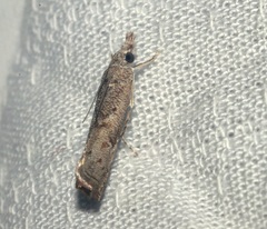 Culladia hastiferalis