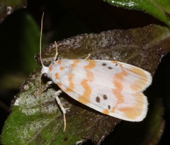 Cyana interrogationis