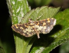 Eurrhyparodes tricoloralis
