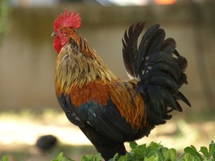 Gallus gallus domesticus