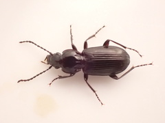 Pterostichus nigrita