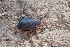 Deropeltis paulinoi