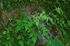 Rubus parviaraliifolius