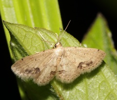 Idaea chotaria