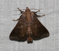 Griseothosea fasciata