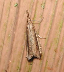 Donacaula albicostellus