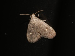 Hypenodinae