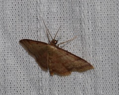 Idaea impexa