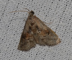 Acontiinae