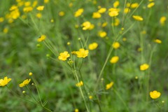Ranunculus propinquus
