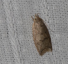 Scythropiodes