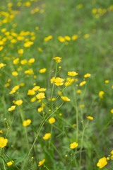Ranunculus propinquus