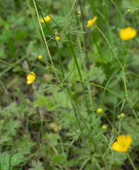 Ranunculus propinquus