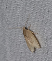 Scythropiodes