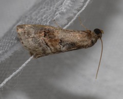 Acontiinae