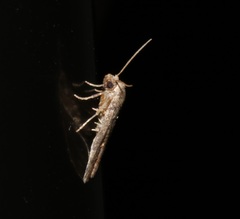 Hypenodinae