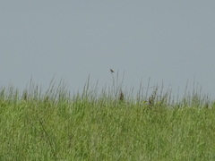 Spiza americana