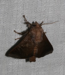 Griseothosea fasciata