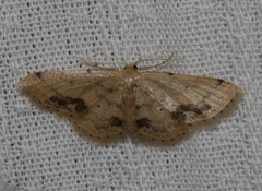 Idaea chotaria