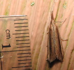 Donacaula albicostellus