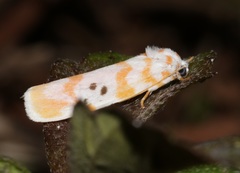 Cyana interrogationis