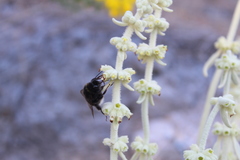 Bombus terrestris canariensis