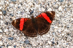Adelpha lycorias lycorias