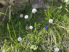 Globularia meridionalis